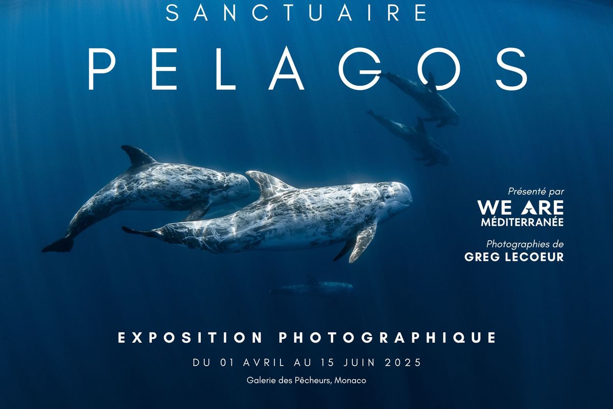 Monaco Hosts the Traveling Photo Exhibition Sanctuaire Pelagos, from April 1 to June 15, 2025