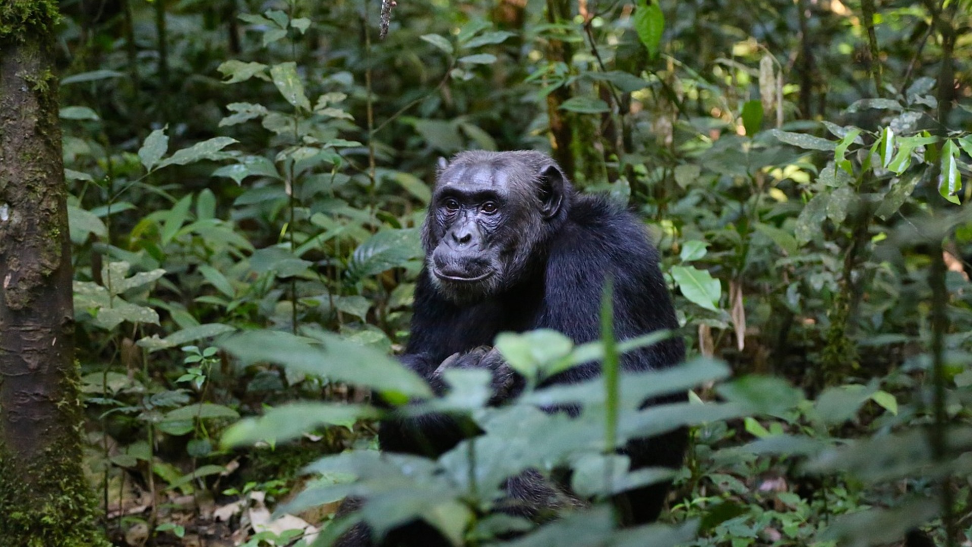 Des Chimpanzés Et Des Hommes Biodiversité Forêt Tropicale Et