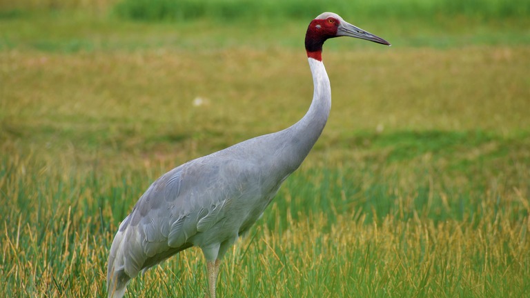 Enhanced wetland resilience for biodiversity & livelihoods